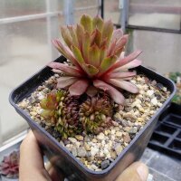 Sempervivum Bedivere (dw)