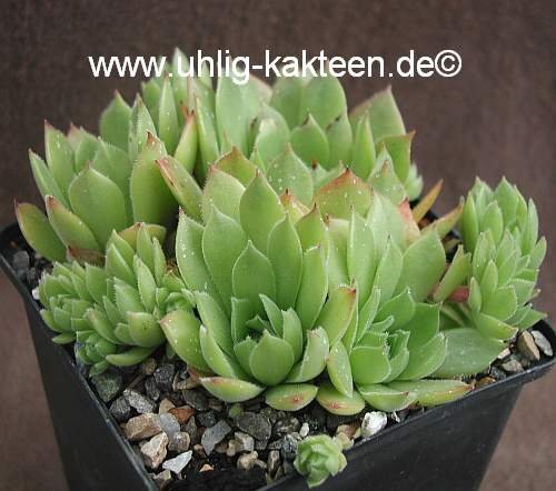 Sempervivum Bernstein (dw)