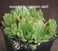 Sempervivum Bernstein (dw)
