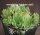 Sempervivum Bernstein (dw)