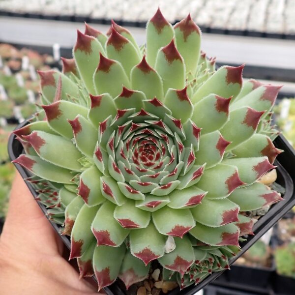 Sempervivum Chick Charms® Mint Marvel (dw)