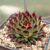 Sempervivum Chick Charms® Mint Marvel (dw)