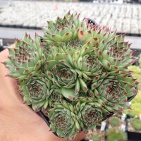 Sempervivum Chick Charms® Mint Marvel (dw)