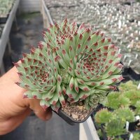 Sempervivum Chick Charms® Mint Marvel (dw)