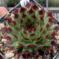 Sempervivum Chick Charms® Mint Marvel (dw)