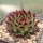 Sempervivum Chick Charms® Mint Marvel (dw)