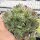 Sempervivum Chick Charms® Mint Marvel (dw)