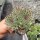 Sempervivum Chick Charms® Mint Marvel (dw)