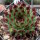 Sempervivum Chick Charms® Mint Marvel (dw)