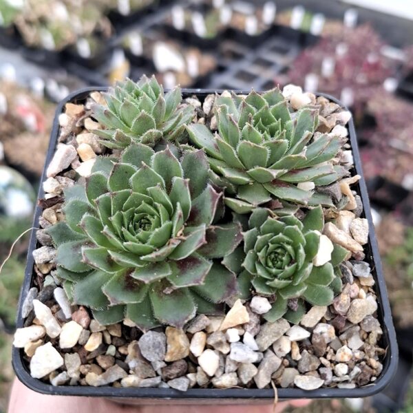 Sempervivum cv. Black Mini (dw)