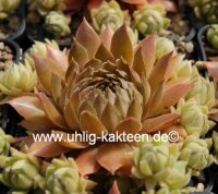 Sempervivum Bronze Pastell (dw)