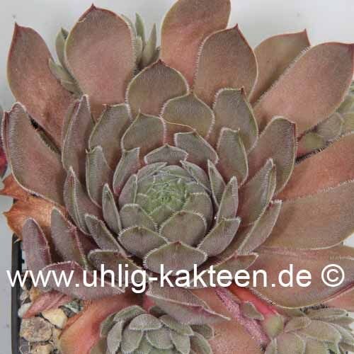 Sempervivum Dusky (dw)