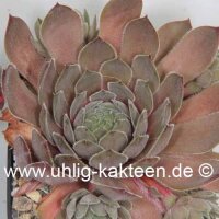 Sempervivum Dusky (dw)