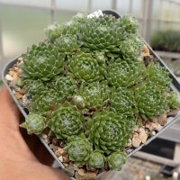 Sempervivum Frist (dw)