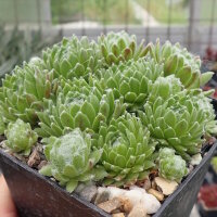 Sempervivum Frist (dw)