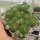 Sempervivum Frist (dw)