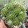 Sempervivum Frist (dw)