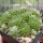 Sempervivum Frist (dw)