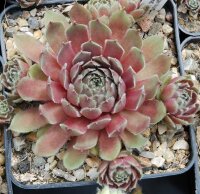Sempervivum Granat (dw)