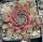 Sempervivum Granat (dw)