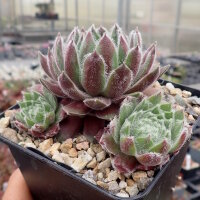 Sempervivum cv. Graugong (dw)