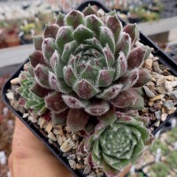 Sempervivum cv. Graugong (dw)