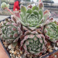 Sempervivum cv. Graugong (dw)