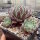 Sempervivum cv. Graugong (dw)