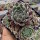 Sempervivum cv. Graugong (dw)