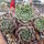 Sempervivum cv. Graugong (dw)