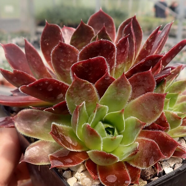 Sempervivum Grey Dawn (dw)