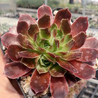 Sempervivum Grey Dawn (dw)