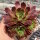 Sempervivum Grey Dawn (dw)
