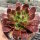 Sempervivum Grey Dawn (dw)