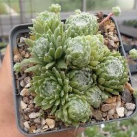 Sempervivum Kappa (dw)