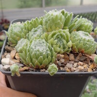 Sempervivum Kappa (dw)