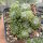 Sempervivum Kappa (dw)