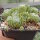 Sempervivum Kappa (dw)
