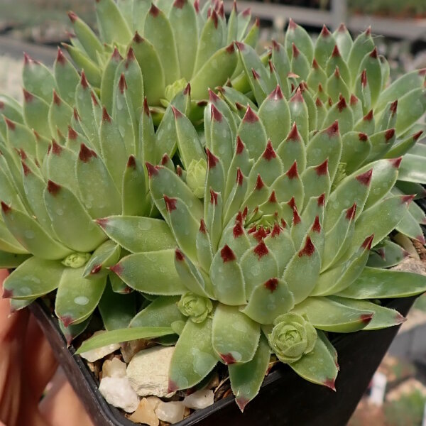 Sempervivum calcareum cv. Little (dw)