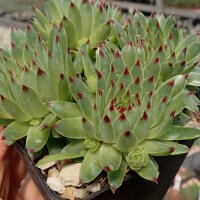 Sempervivum calcareum cv. Little (dw)