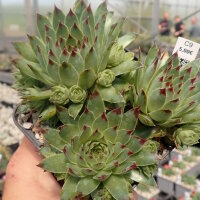 Sempervivum calcareum cv. Little (dw)