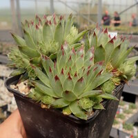 Sempervivum calcareum cv. Little (dw)