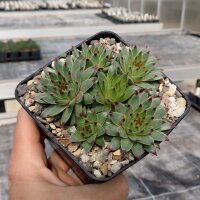 Sempervivum calcareum cv. Little (dw)