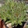 Sempervivum calcareum cv. Little (dw)