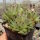 Sempervivum calcareum cv. Little (dw)