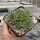 Sempervivum calcareum cv. Little (dw)