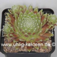 Sempervivum Martin I (dw)