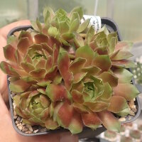 Sempervivum Mystic (dw)