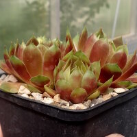 Sempervivum Mystic (dw)