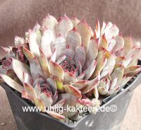 Sempervivum Norne (dw)